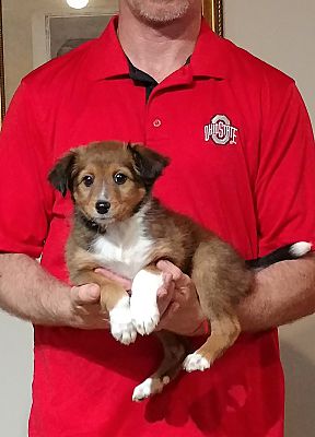 South Euclid, OH - Sheltie, Shetland Sheepdog/Jack Russell Terrier