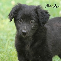 Thumbnail photo of Merlin~adopted! #1