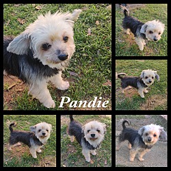 Thumbnail photo of Pandie #2