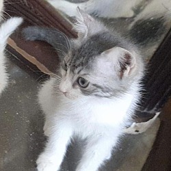 Photo of Gray and white kitten