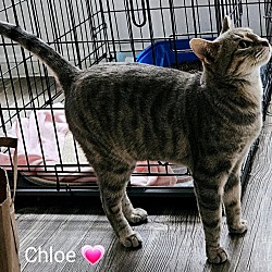Thumbnail photo of Chloe #3