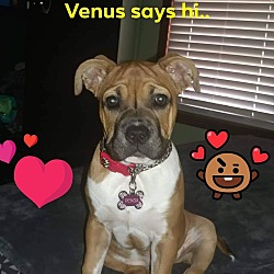Thumbnail photo of Venus #3
