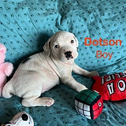 Thumbnail photo of Dotson #3