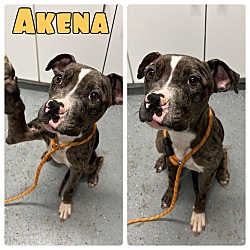 Photo of Akena - In Foster - Call for appt