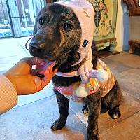 adopt-pet