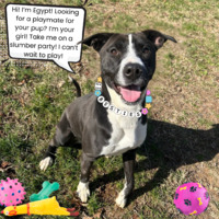 adopt a pet