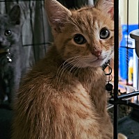 adopt a pet