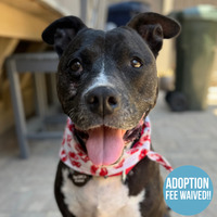 adopt a pet