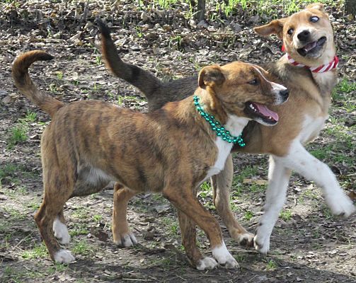 Catahoula hot sale tiger dog