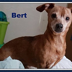 Thumbnail photo of Bert #3