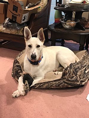 Birmingham, AL - Shepherd (Unknown Type)/Australian Kelpie. Meet Macon