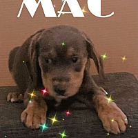 Photo of Mac