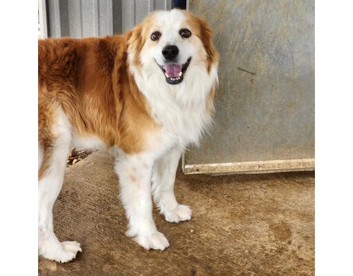 Tupelo, MS - Sheltie, Shetland Sheepdog/Mixed Breed (Medium). Meet