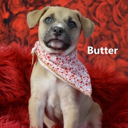 Photo of Butter