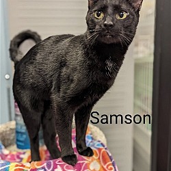 Thumbnail photo of Samson #3