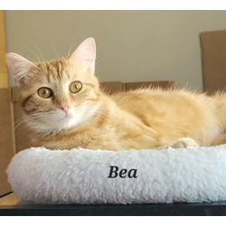 Photo of BEA