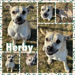 Thumbnail photo of Herby #1