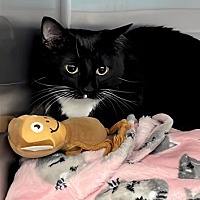 adopt a pet