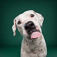 adopt-pet
