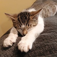 adopt a pet