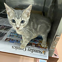 adopt a pet