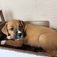 adopt a pet