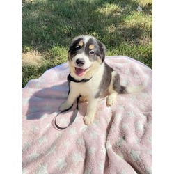 Photo of Panda Bear, adoptable Collie in Medfield, Massachusetts