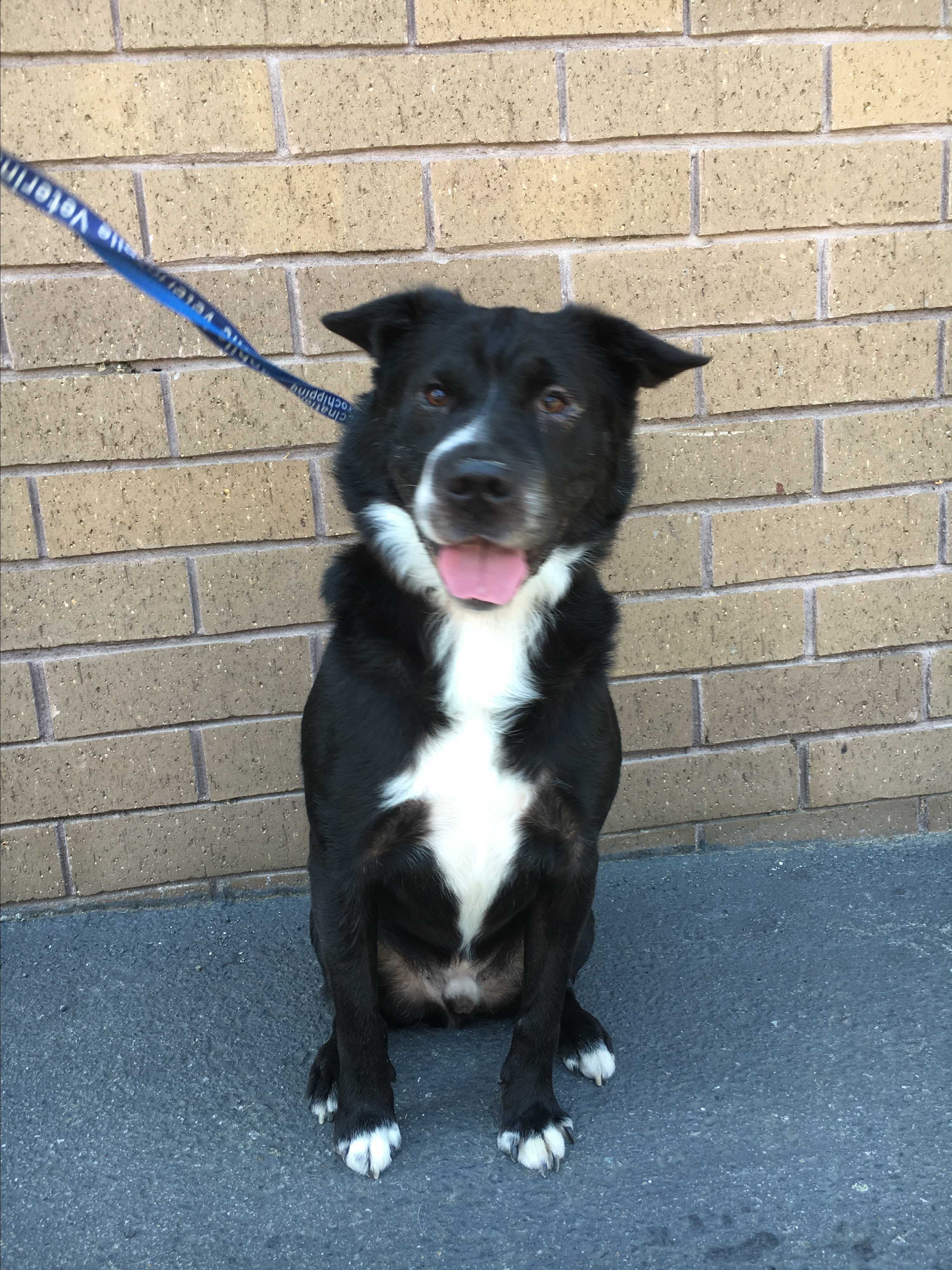 Shar pei cross online border collie