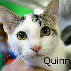 Photo of Quinn
