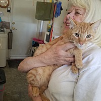 Purrfect Fit Cat Rescue In Corona California