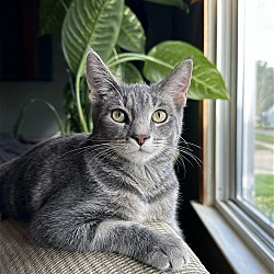 Photo of Te Litter Vapor
