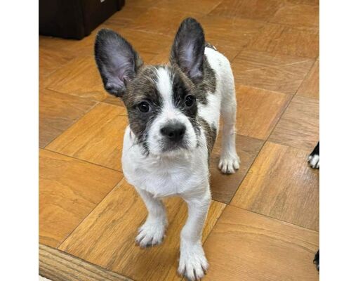 Patterson, NY - Terrier (Unknown Type, Medium)/French Bulldog. Meet NY ...