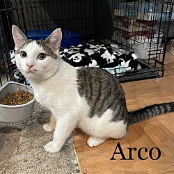 Thumbnail photo of Arco (24-207) #3