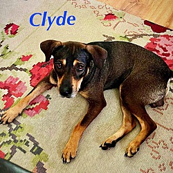 Thumbnail photo of CLYDE #4