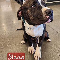 Thumbnail photo of BLADE #3