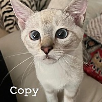 adopt a pet