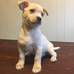 Thumbnail photo of Saffron - Paprika Pup #1