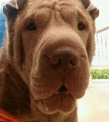 shar pei teddy