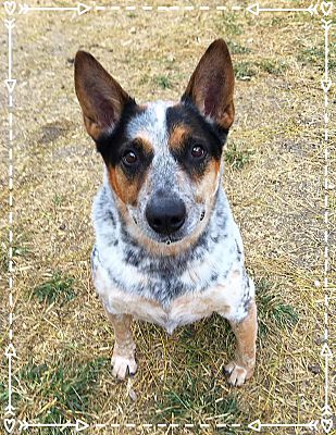 Tacoma / Seattle, WA - Blue Heeler/Blue Heeler. Meet Cowboy a Pet for ...