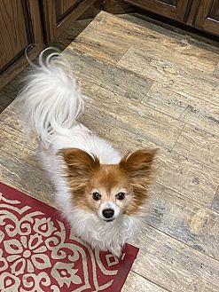 Lubbock, TX - Papillon. Meet Teka a Pet for Adoption.