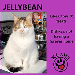 Photo of Jellybean
