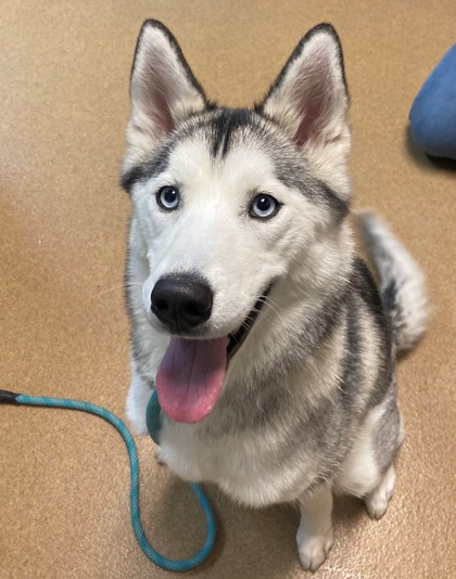 Louisville, KY - Husky. Meet Mocha (Main Campus) a Pet for Adoption ...