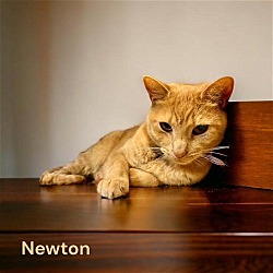Photo of (Fig) Newton