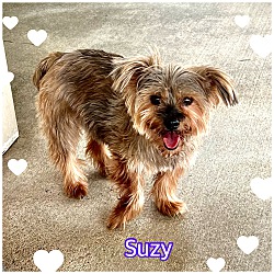 Photo of Suzy