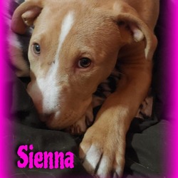 Photo of Sienna