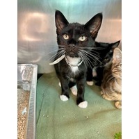 adopt-pet