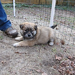 Thumbnail photo of Chocolate (fostered in SC) #3