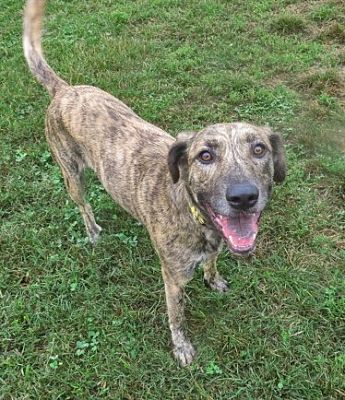 plott hound rescue near me