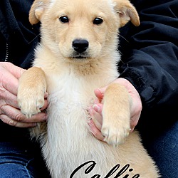 Thumbnail photo of Callie~adopted! #3