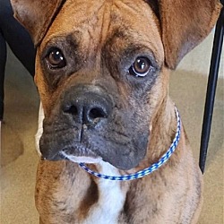 Photo of CARSON - friendly wiggly boy NDS. 3 WK FOSTER